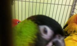 JJJ Pet's supplies
1337B BUSHWICK AVE BROOKLYN NY 11207
entrance is at SCHAEFER STREET
347-617-3264
one trained Nanday Conure for $200.
six male and female sun conure for sale with DNA Sexing Report and they are banded for $500. pair
we sale all kind of