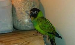 hello i have afew nanday conure All have bin DNA tesed i they all males at the moment.these guys are great talker once you teach them to and nice to have around .if your interested email me or call me asap.