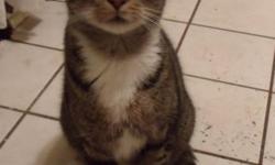 Nathan is 7 years old, neutered male. Nathan is very smart, he likes to tease me by getting in to the basement and hiding, Then meows....letting me get just so close and stays just inches away. He also watches were the treats are stored and finds a way to