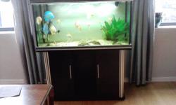 This is a great setup, I used it for 2+ years before moving to an even bigger tank.
The designer aquarium and stand are in very good condition, just cleaned it out and it's ready for a new home.
I remove one of the 2 glass braces at the top when I first