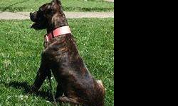 Naya is a brindle bullio very loving and protective of your home she knows sit, lay, give paw go in cage she knows drop wait plays ball and will cuddle right next to you I need to find her a home only serious inquires please 585-500-1630
p.s up to date on