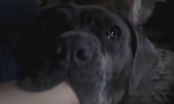Wonderful and loyal female spayed Neapolitan Mastiff. She is almost
2 years old. All shots including rabies, heartworm negative. She walks
great on a leash and is full housetrained. She rings a bell on the door
to be let out. She is good with cats, may