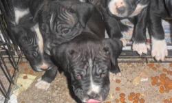 I have 5 neapolitan mastiff x pitbull pups. They were born on 10-25-12. They are huge and healthy. I have 3 males and 2 females. Both parents are on site. I can be reached at 585-775-3610. Please call because its the best method to reach me.