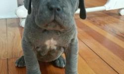 I have two female Neapolitan Mastiff puppies from my current litter. They were born January 12, 2015 which makes them 7 weeks old at the time of placing this ad. They will be ready to go next week when they are 8 weeks old. One Blue female, One Black