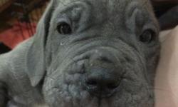 Blue Male Neapolitan Mastiff. Born January 13th 2015. Great personality and temperament. Very Docile. Great family dog, Great with children. Family bred with lots of Love and affection. Registration and Proof of breed Certificates. Tail docked, vet
