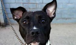 Bella is located at Brooklyn Animal Care and Control. I am not affiliated with them. For more info about Bella or to see her current status, copy/paste this link: