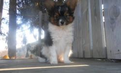 AKC Papillon, pet price only.
Will have a beautiful full long coat, giant ears!
Daddy is only 3 1/2 lbs
Mommy is around 5 lbs.
Will be vet checked with shots, and wormings.
Raised in a LOVING HOME with NO CAGES! We do NOT CAGE
or sell our adult dogs, they