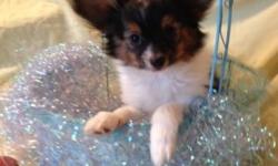 AKC Papillon, pet price only.
Will have a beautiful full long coat, giant ears!
Daddy is only 3 1/2 lbs
Mommy is around 5 lbs.
Will be vet checked with shots, and wormings.
Raised in a LOVING HOME with NO CAGES! We do NOT CAGE
or sell our adult dogs, they