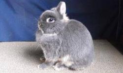 We have several Netherland Dwarf does available. Most are under 2 yrs and have had litters. All are Pedigreed. Have Black Otters,Blue Otters,Chocolate Otters, and couple Bews. We arent doing the Tan group anymore or Bews. All have top bloodlines some can