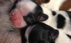 TWO LITTERS OF BEAUTIFUL AKC SHIH TZU PUPPIES-EVERY COLOR OF THE RAINBOW!!!! Find the perfect addition to your family here. Raised with love and perfection. Will have Vet visits, shots, and de-worming, and will come with AKC certification. We have sought