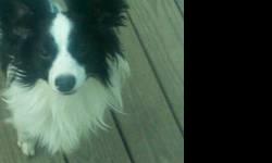 Papillons 4 Months & 10 Months - show /pet. Akc champline, shots, dewormed, one week home trial. Health guarantee. Paper & outdoor trained. Great with pets & children. Lovingly raised as beloved member of family Please contact me for photos. 516 395