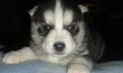 Black & White Siberian Husky Puppies - Just 2 Boys and 2 Girls Left
(DOB- Jan 27, 2013)
$800.00 Includes: 1st Vet check up, 1st set of Vaccination, 1st Deworming and AKC Registration papers.
Both parents on site, have both blue eyes and are AKC