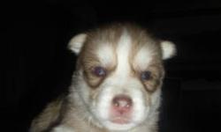 Red & White Girls Siberian Husky Puppies-Just one left
(DOB- Jan 27, 2013)
$850.00 Includes: 1st Vet check up, 1st set of Vaccination, 1st Deworming and AKC Registration papers.
Both parents on site, have both blue eyes and are AKC Certified.
Ready to go