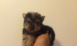 if u want a great great bloodline u would have to get one of my yorkies one female yorkie's and one male yorkie's puppies to sell they come from a great bloodline . sept 3 ,2014 at 7am they was born they well be 8 week to go on oct 24,2014 they come with