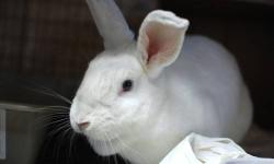 New Zealand - Curious George - Medium - Adult - Male - Rabbit
Curious George was born about July 2011. He was located at a different shelter for quite some time and for some reason was very traumatized. Thus, he is still very shy. However, after you spend