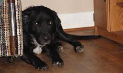 Newfoundland Dog - Sparky - Large - Young - Male - Dog
Sparky lives up to his name. He is a fun loving guy that would LOVE to be a part of your family. He is a people, dog, & cat loving guy.
CHARACTERISTICS:
Breed: Newfoundland Dog
Size: Large
Petfinder