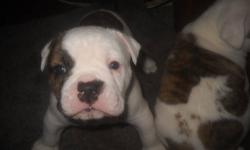 My female American Bulldog gave birth to two male puppies on July 29th, 2013. I am selling these pups for $800. firm. They are purebred, registered through the National Kennel Club They are from the Johnson bloodline. They will be health certified and