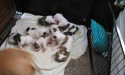 My American Bulldog had puppies on Jan. 26, 2013. She had 5 females and 3 Males. I am selling them, they will be ready at the end of March! They are all NKC registered, they will have shots and be vet checked at appropriate age. Accepting a $200
