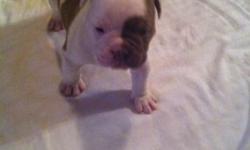 BORN ON FEBRUARY 8, 2014. JOHNSON BLOODLINE AMERICAN BULLDOG PUPPIES. I HAVE 3 MALES AND 4 FEMALES. $600 FIRM! TAKING NON-REFUNDABLE DEPOSITS NOW! BOTH PARENTS ON PREMISES. WILL HAVE 1ST SHOTS AND BE VET CHECKED AT APPROPRIATE AGE BEFORE SELLING. WILL