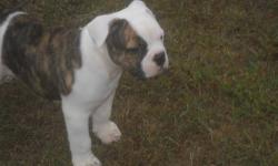 I have 1 male American bulldog pup left. He was born on 7/29/13, purebred, registered with the NKC. First shots done and vet checked. parents on premises. Come from the Johnson bloodline. Ready to go now. Very smart little guy, sits, gives paw and in the