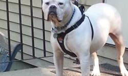 This is the the final breeding for Snowflake before she is retired.
We are expecting some amazing pups out of this breeding.
Ths Sire is Jax of island american bulldogs he is extremely large and very freindly a( big teddy bear) weighing 135lbs and is 27"