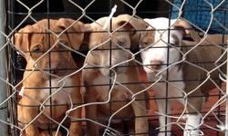 Pitbull puppies for sale. These puppies were born on March 2, 2013. Four left, 3 girls and 1 boy , looking for a great. Family for each . If interested contact DENNIS (516) 270-8043 CALL NOW