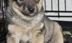 Norwegian Elkhound - Brie - Pending - Medium - Baby - Female
Brie is another of the four babies surrendered to us from a farm family. Mom is a 30 lb. Elkhound mix and dad is an unknown. Brie's new home will require that someone is with her frequently