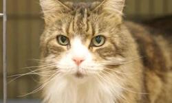Norwegian Forest Cat - Muffy - Medium - Young - Female - Cat
Muffy-2 years old. Very beautiful cat, the picture doesn't do her justice. Sweet but on her own terms. Would be better in a house with no other animals or small children. Please call Joan at 718