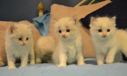 Exquisite young adult Ragdoll boys, Baby Max and King Tut, are available as pets. Baby is neutered and Tut will be as of 12/15/12. Each are from champion lines. Both are Felv/FIV and HCM negative, as well as up to date on all vaccinations. Baby's parents