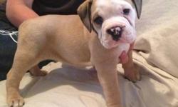 OLDE ENGLISH BULLDOGGES
International Olde English Bulldogge Association
Registered IOEBA Blue Ribbon Generational Olde English Bulldogges
THE PEDIGREE IS OUTSTANDING
"THICK BULLIES SMALL AND SHORT and HEALTHY"
We have males and female pups ready for new
