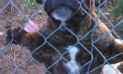 Lovable, Energenic, Sweet,. Good indoors or outdoors. She's Brown Brindle. She like to ride in the car.