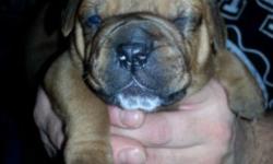 6 week old Old English bulldog puppy's.. First shots, tails docked and dew claw removed. Mother and Father on premesis.. Raised with small children.. 2 males available.. $1000 each!