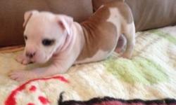 I have one female and one male old English bulldog pups they are 8 weeks old vet checked dewormed and ready to go good with kids and other dogs
This ad was posted with the eBay Classifieds mobile app.