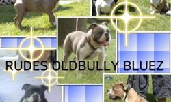 Old English Bulldogge puppies available, awesome bloodlines up to date on shots IOEBA register, Blues and Chocolate Rare colors available.
Must see, all pups are vet .Pups range from 1500-2200 Any question please call me @ 585 503-8174 Joe