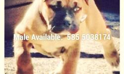 9 weeks adorable male, up to date on shots dewormed. Crate trained
mom is pictured in ad. Awesome bloodlines Gargoyle & OldBully $1800
shipping is available @ additional charge
* THIS BOY WILL HAVE BONE, DOME AND HUSTLE*
Also have new litters u can ask