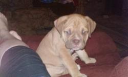 9 wks old
Male
Docked Tail
Lots of wrinkles
STILL POTTY TRAINING...
Has no paper work.
Kid friendly does go on training pads..
Good on leash.
He does know his name..(Tanner)
Has a harness no collar..
My wife purchased tanner but she started a new job and
