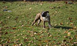 5th GENERATIONAL OLDE ENGLISH BULLDOGGES
Absolutely beautiful Bully, nice colors and markings
Mother is white /red markings and very stocky. Square head. Wonderful personality. Father is blue brindle,He is a big boy . Well built. Stocky and "beefy".
has a