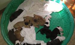 I have 9 olde englishbull dog pit ill mix puppies .. They were born. April 17th ,Will b up to date on shots and worming , will b ready to to June 10 th .. Accepting non refundable deposits now .. $300 firm with $100 deposit to hold ,Located in auburn new