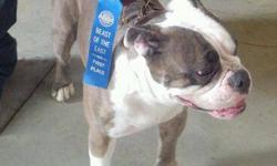 This boy is absolutely beautiful 6 months old with very nice colors and markings, short and stocky very bully ,family raised and great with young kids and other pets.The Pedigree is outstanding GENERATIONAL OLDE ENGLISH BULLDOGGES
BLUE RIBBON IOEBA REG.