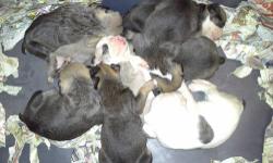 9 wonderful healthy pups will be 3 weeks old on friday call today to set up an appointment to see them pictures do not do them any justice 6 females and 3 males looking very bully =) very nice pedigree registered with the ioeba pups are show quality at