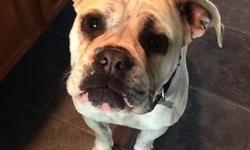 My 2 year old Olde English Bulldog needs a new home!! He is a very healthy,loving, kind male that needs a family that can give him the attention that he deserves. He is about 75 lbs., neutered and is up to date with all shots. We would like to know that