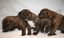 I have two boys and 2 girls. First two pictures of single puppies are the girls.
I will send more info and pictures just email me. I am taking deposits now they are 5 weeks old. After you pay deposit I send weekly pictures and updates. When they are old