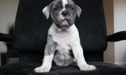 WE have Blue Olde English bulldogges pups available . All pups have had their tails and dew claws removed,vet check ,shots.They were born on 08/25/2014. Are both parents registered with the International Olde English Bulldogge Association(IOEBA), We focus