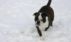 Leah is 2 yrs. old, black brindle and white, CKC, IOEBA Reg., Her Shots are UTD, Texas Bulldogge Bloodlines,
Leah has had one litter and She has Proven to be a Produce of beautiful bully pups. She is House broken, & loves people, I would prefer a home