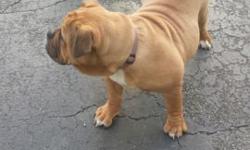 I have a couple of females that i have to move they are well breed and have great dogs in there pedigree these are Olde English Bulldogges and they are from 6mos to two yrs old they are not free so hit me up if you are interested 5167799956 RED.
