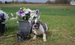 WE have 2 Blue Olde English bulldogges pups available . All pups have had their tails and dew claws removed,vet check ,shots.They were born on 08/25/2014. Are both parents registered with the International Olde English Bulldogge Association(IOEBA), We