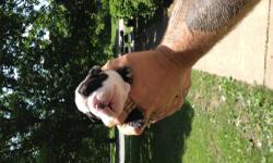 i have a very nice very bully olde english bulldogge female puppy, she is black and white in color, she is IOEBA registered and will be sold with full breeding rights, if you are interested you can call or text me at 315-395-0966 for more info