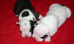 ~ Olde English Bulldogge Puppies, Reg. 14 weeks old, we have two males that are available in this litter, The pups are out of Cold Springs Leah and One of a Kind's CSK Two Eyed Bandit.
~ All pups have their shots and wormings Up to Date, family raised,