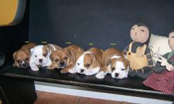 4 CKC Registered Olde English Bulldogge Puppies available. Born August 5, 2013. 2 Females, 2 Males. Parents on premises. They are wormed and have their 1st shots. They are ready to go.