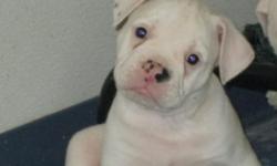 Adorable Olde English Bulldogge puppies available.
We have males and females.
Mom on site .
Shots up to date/ wormed every two weeks to guarantee worm free puppies.
Mom is a solid Bridle and Dad is a solid white.
Super sweet and kid friendly .
We give a